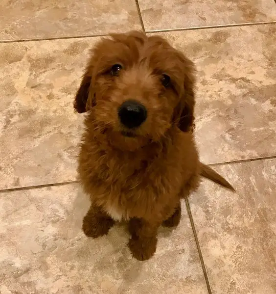 A red Goldendoodle sitting on the floor with its begging face