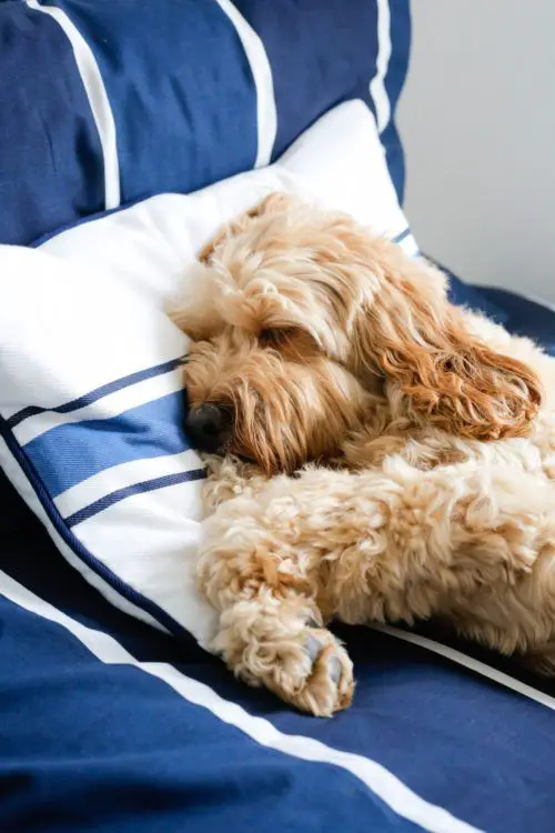 A Goldendoodle sleeping on the bed