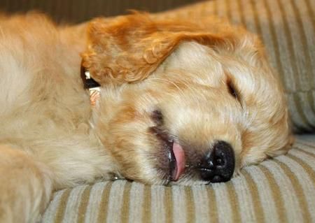 A Goldendoodle sleeping on the couch with its tongue out