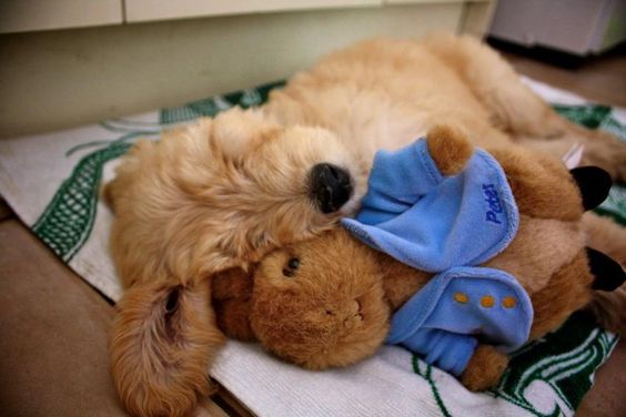 A Goldendoodle puppy sleeping on the floor with its bunny stuffed toy