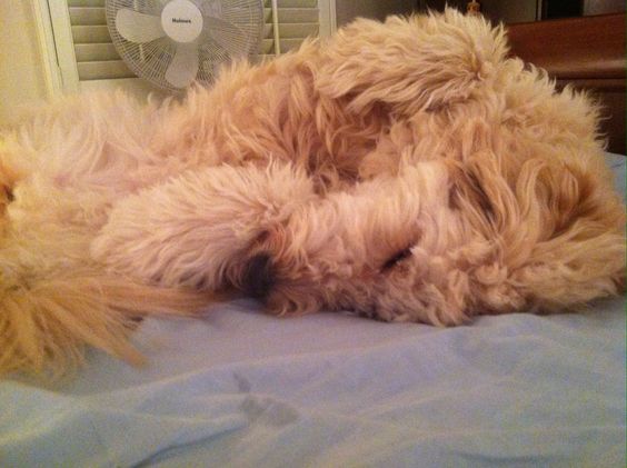 A Goldendoodle sleeping on the bed