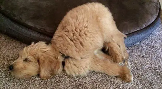 A Goldendoodle puppy falling on the floor from its bed while sleeping