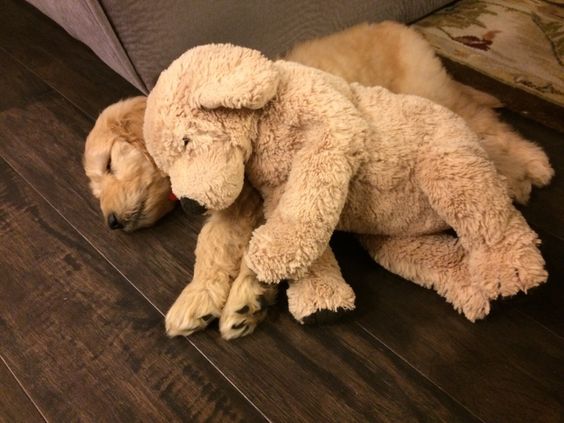 A Goldendoodle puppy sleeping on the floor with a stuffed toy