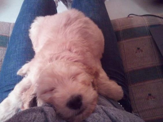 A Goldendoodle puppy sleeping on the lap of a person sitting on the couch