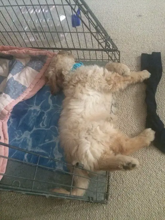 A Goldendoodle puppy sleeping inside its crate