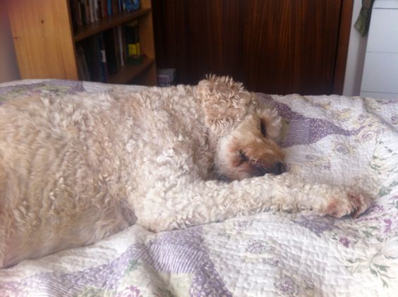 A Goldendoodle puppy sleeping on the bed