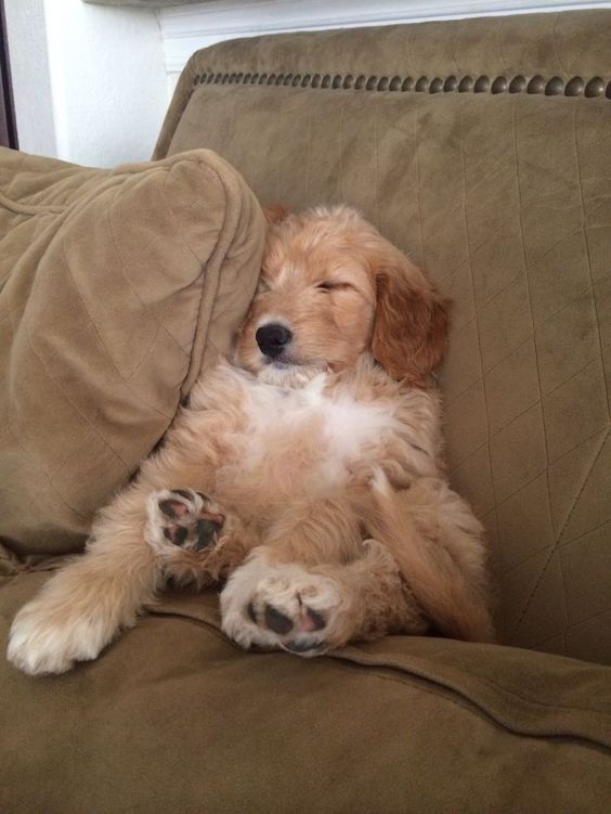 A Goldendoodle puppy sitting on the couch while sleeping