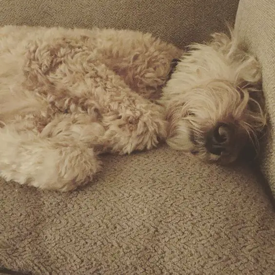 A Goldendoodle sleeping on the couch