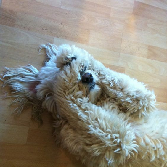 A Goldendoodle lying on its back sleeping on the floor while covering its eyes with its paw
