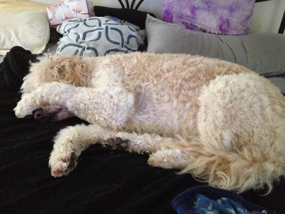 A Goldendoodle sleeping on the bed with its paw covering its face