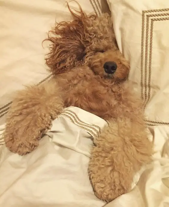 A Goldendoodle sleeping comfortably on the bed