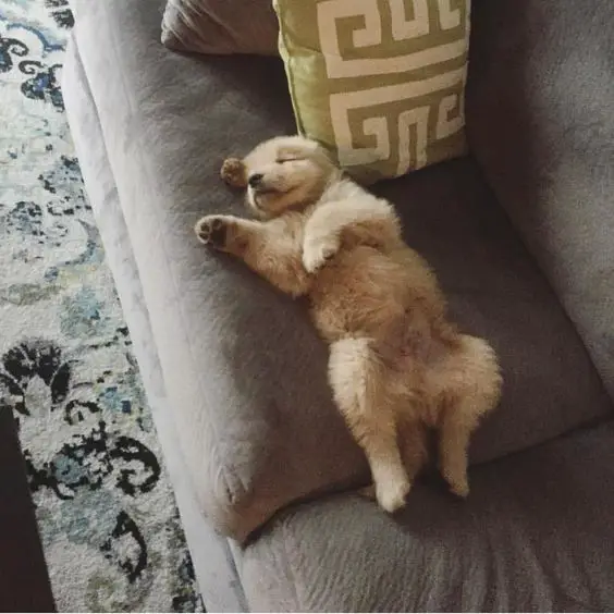A Goldendoodle puppy sleeping on the couch
