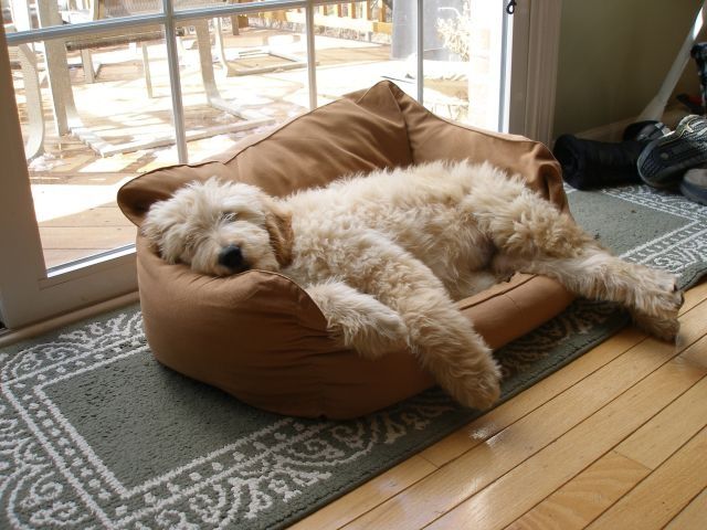 A Goldendoodle sleeping on its bed by the window