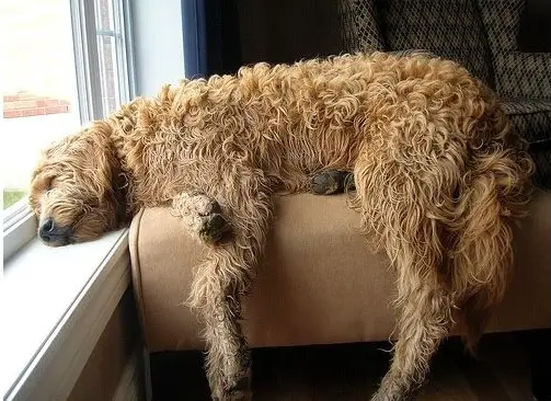 A Goldendoodle sleeping on the chair in front of the window