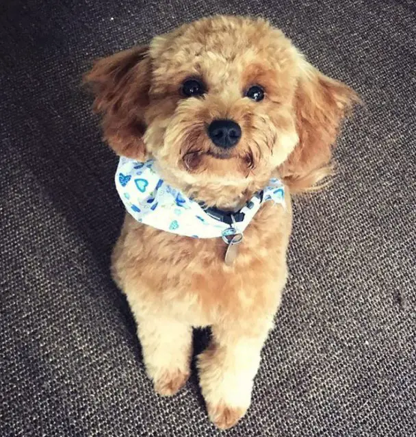 smiling golden doodle after a haircut