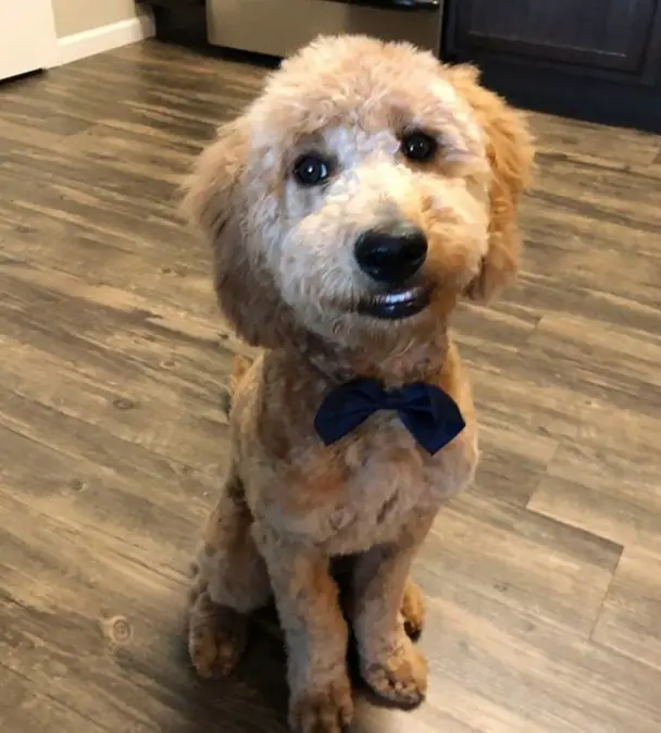 golden doodle fresh from haircut