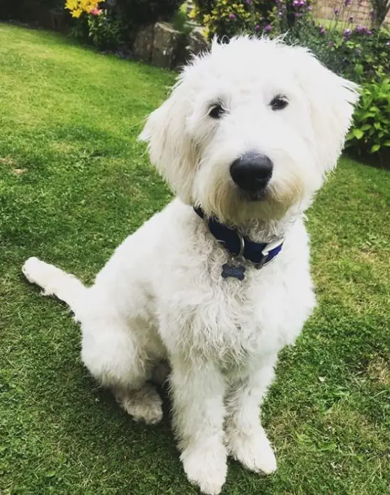 white golden doodle sitting in the park