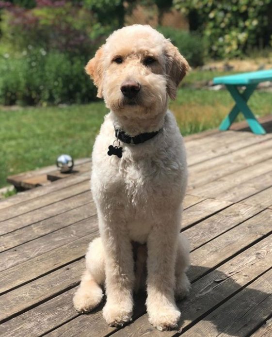 golden doodle in the garden