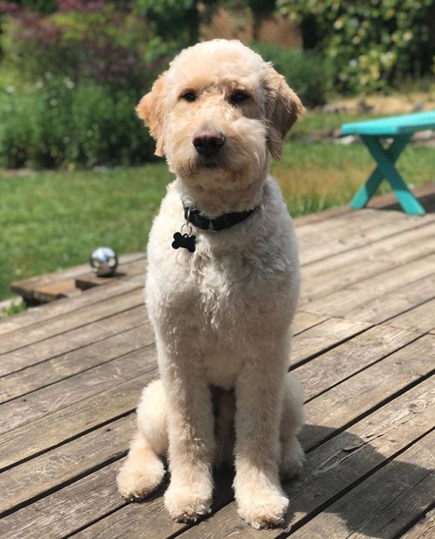 20 Best Goldendoodle Haircut Pictures The Paws