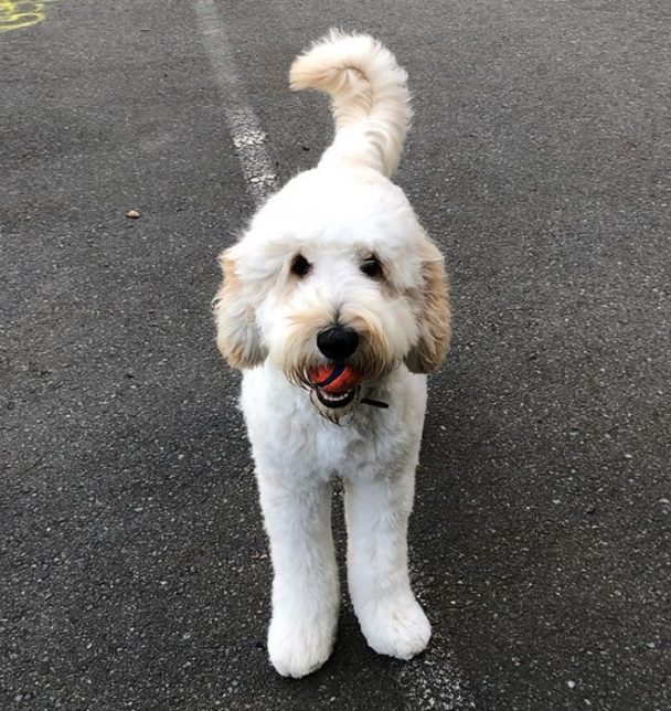 golden doodle puppy with a ball in its mouth