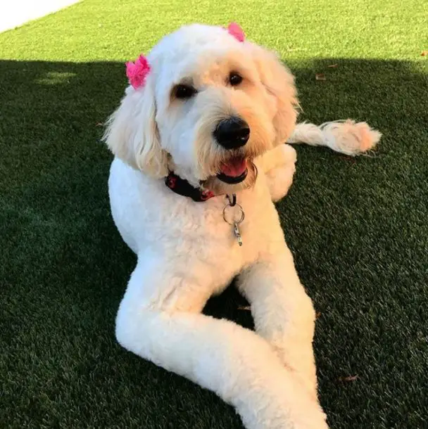 groomed golden doodle with cute accessories