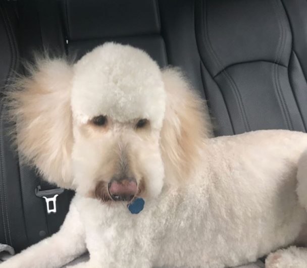 White golden doodle fresh form haircut sitting in the car