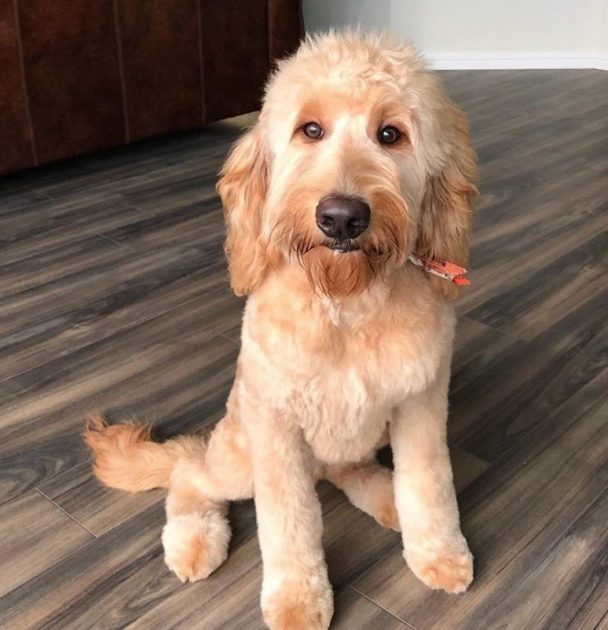 golden doodle puppy sitting