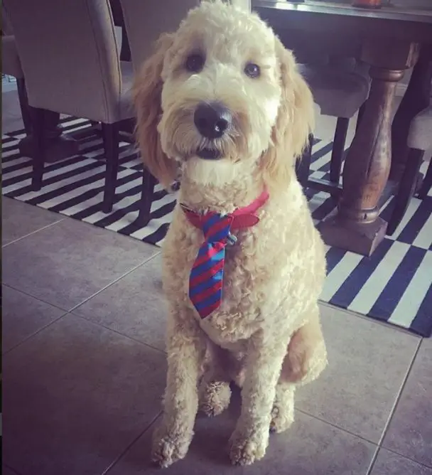 golden doodle with a neck tie