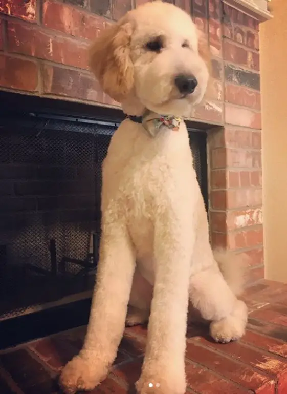 golden doodle with a new haircut