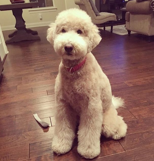 sitting golden doodle