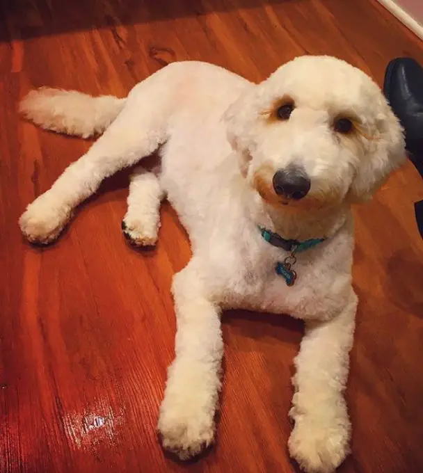 golden doodle with a new haircut resting on the floor 