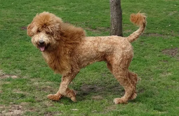 golden doodle with Lion haircut