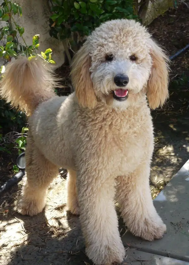 smiling goldendoodle after a haircut