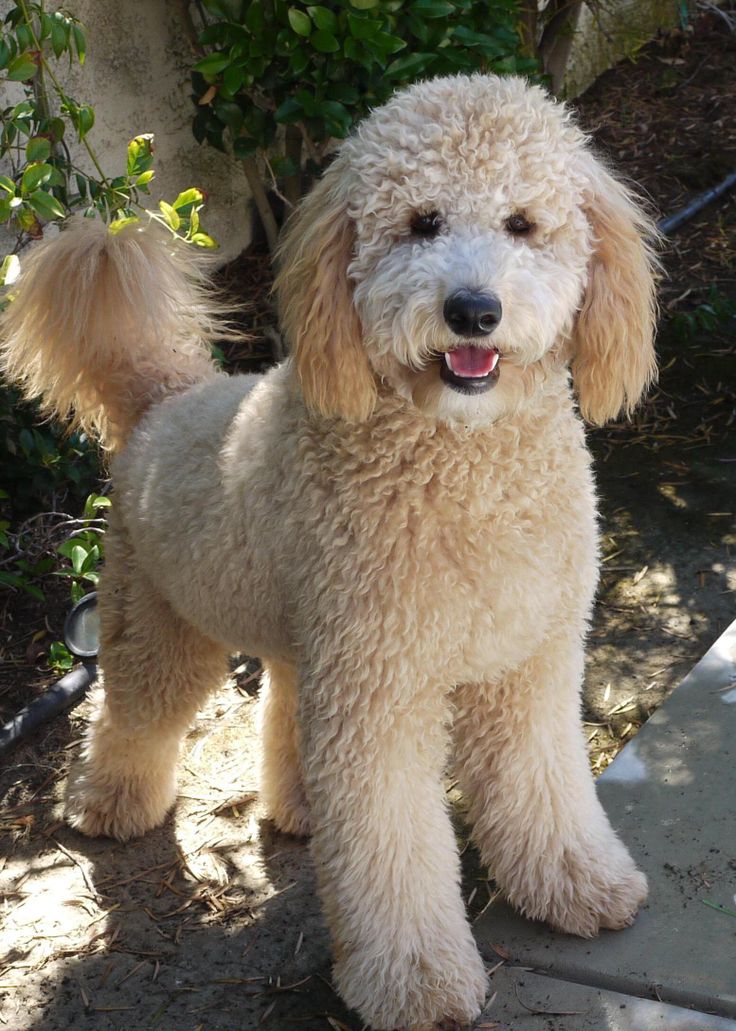 20 Best Goldendoodle Haircut Pictures The Paws