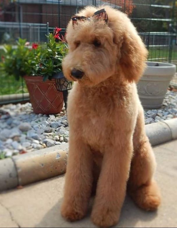 goldendoodle with a ribbon