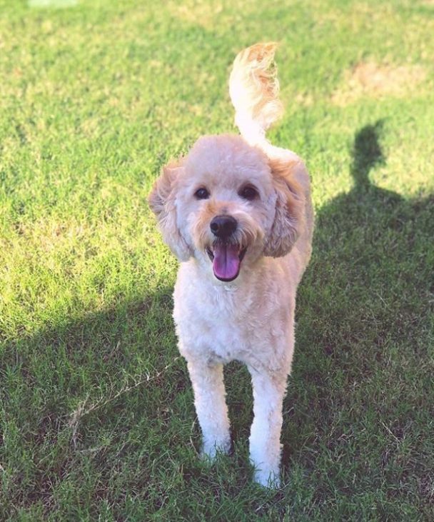 Happy golden doodle puppy in the park