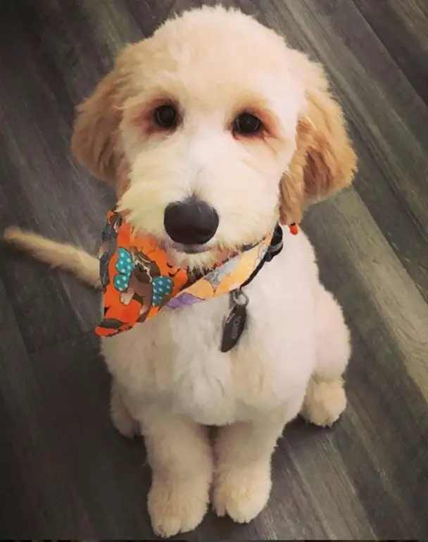 golden doodle with a scarf