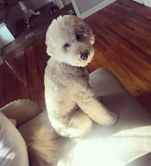 sitting golden doodle in a couch