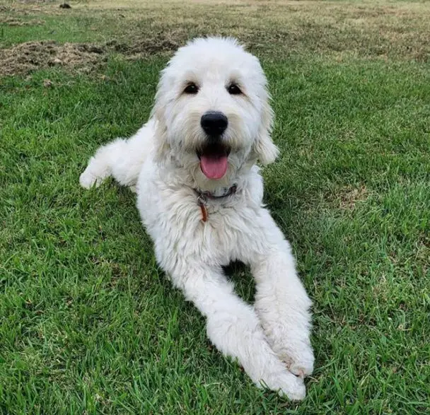 Smiling Golden doodle resting in the grass