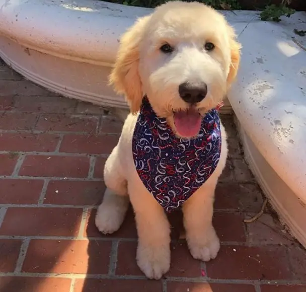 golden doodle with cute scarf and sticking its tongue out