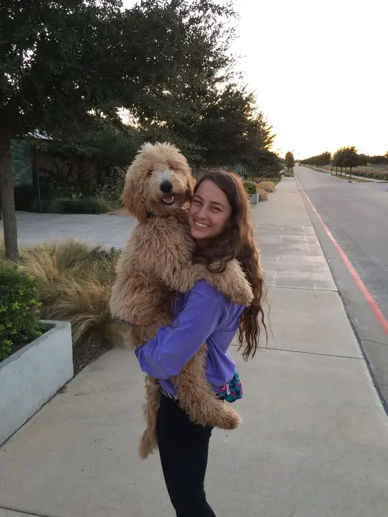 A woman standing by the street while carrying a Goldendoodle