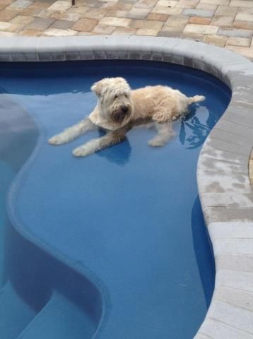 A Goldendoodle lying in the pool