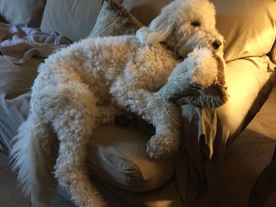 A white Goldendoodle lying on the couch