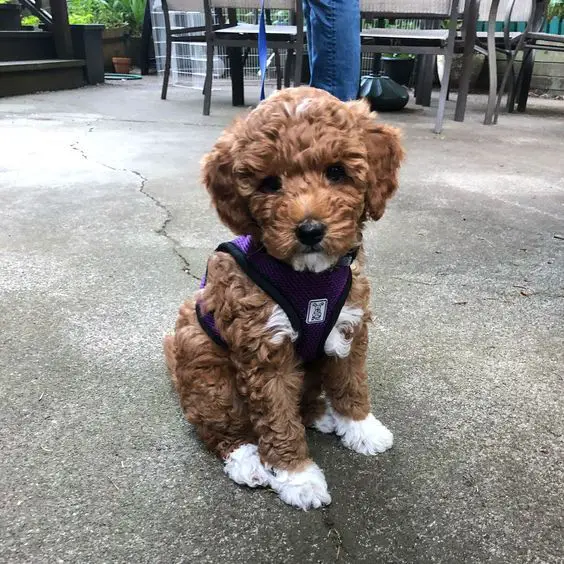 a brown Goldendoodle puppy sitting on the pavement