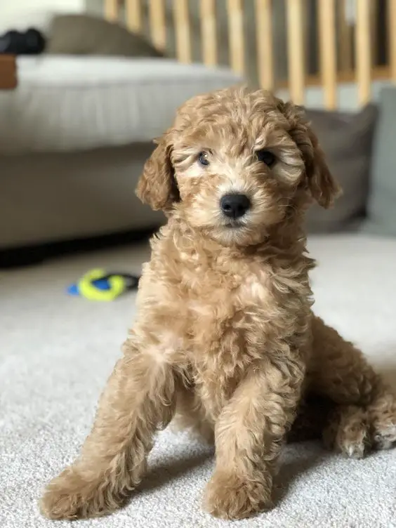 A cream Goldendoodle puppy sitting on the floor