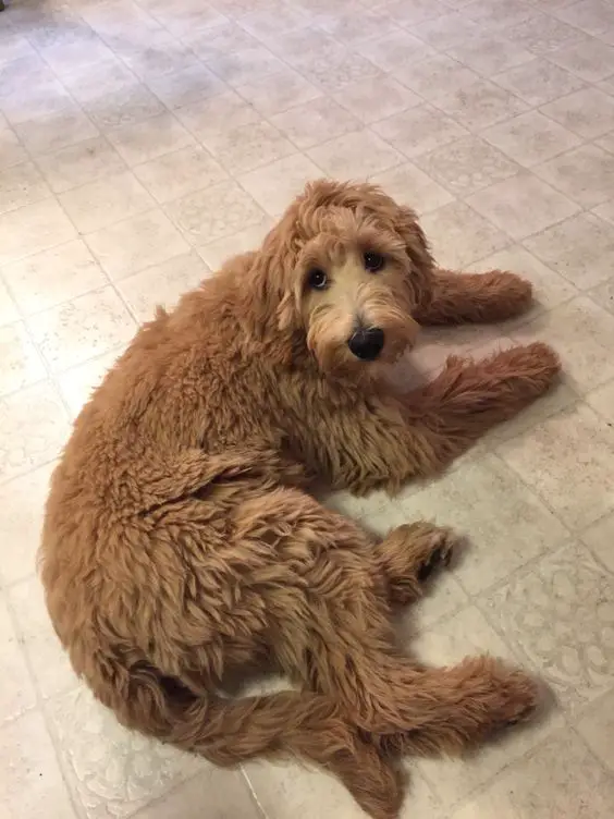 A brown Goldendoodle lying on the floor