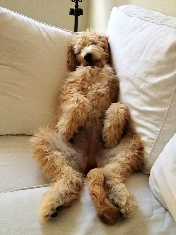 A Goldendoodle sitting on the couch while sleeping