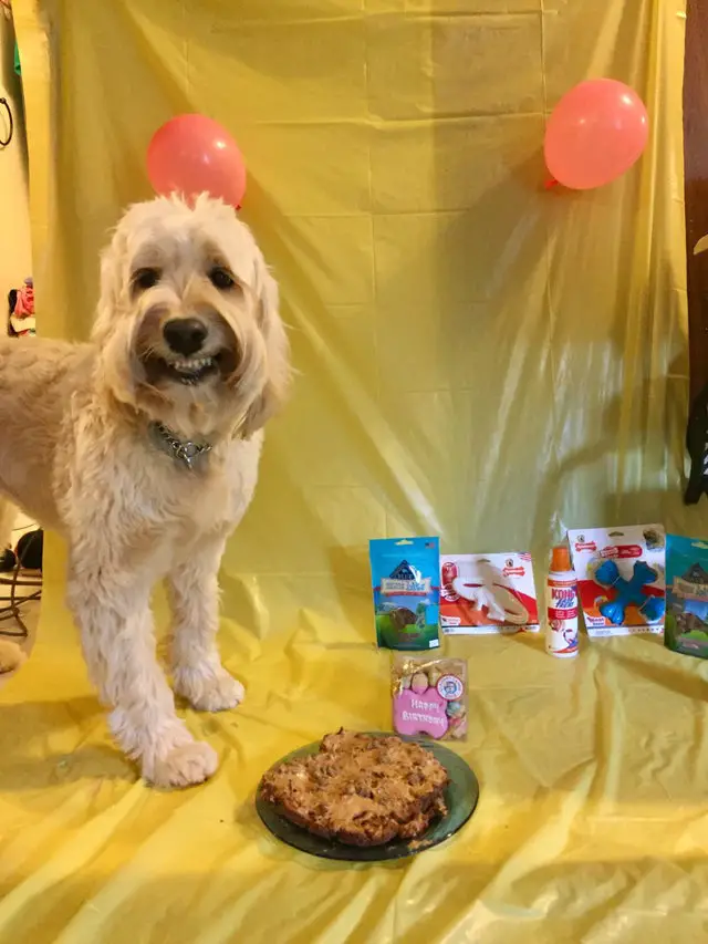 A Goldendoodle standing in front of its cake while smiling wide
