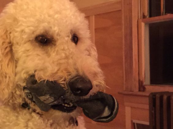 A white Goldendoodle with socks in its mouth