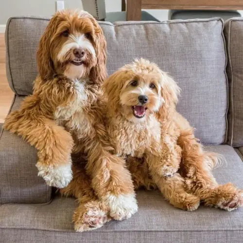 two Goldendoodles sitting on the couch while smiling